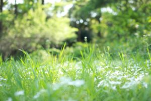 傷まない白髪染めと言えばハナヘナ（天然ヘナ１００％）