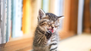 まずは自分の髪を知ることから