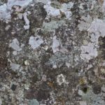 頭皮はカビが出ます