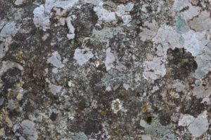 頭皮はカビが出ます